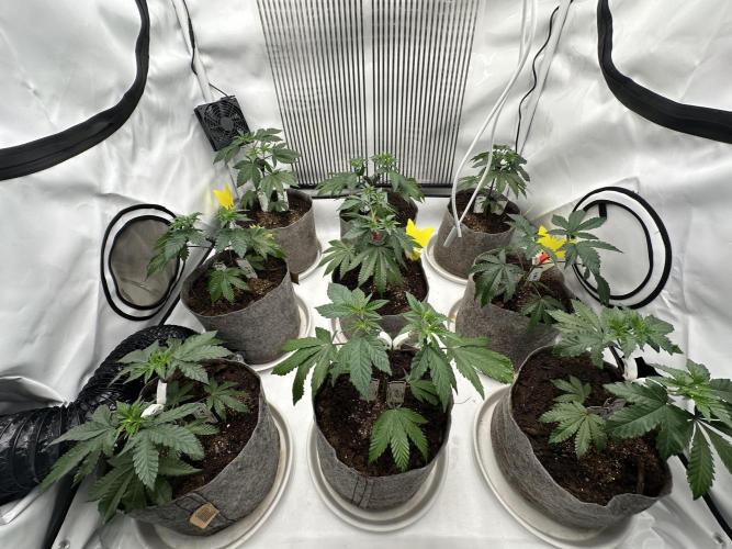 Henni Qolada Keeper Hunt LS Run #1. Week 5 - Veg Day 29