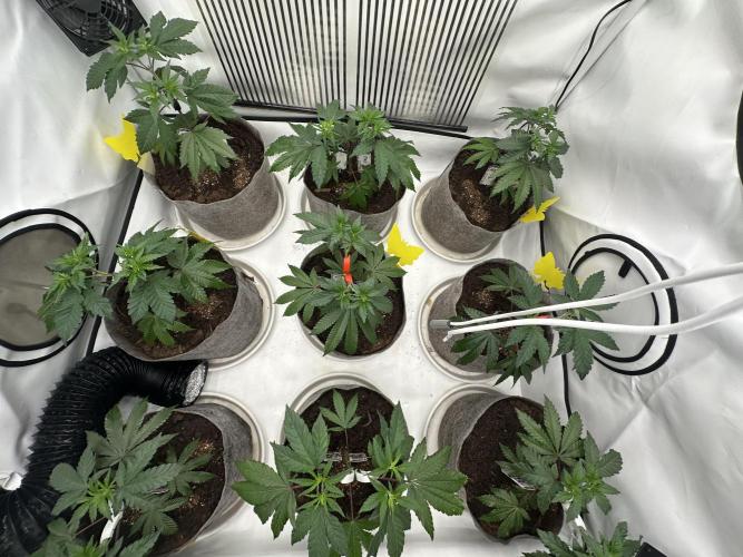 Henni Qolada Keeper Hunt LS Run #1. Week 5 - Veg Day 29