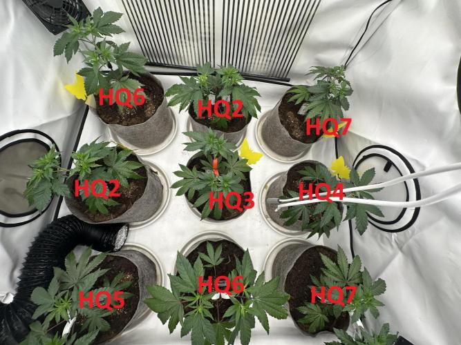 Henni Qolada Keeper Hunt LS Run #1. Week 5 - Veg Day 29