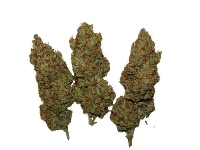 Amnesia CloneOnly LS DryAmend Run #1. Week 16