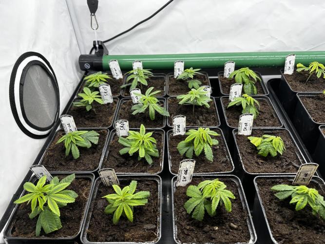 Skywalker kush Keeper Hunt LS Run #1. Week 1 - Veg Day 1