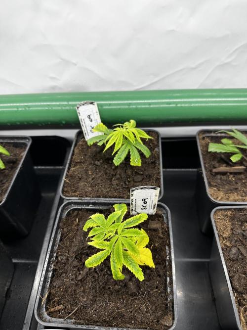 Skywalker kush Keeper Hunt LS Run #1. Week 1 - Veg Day 1 SK9