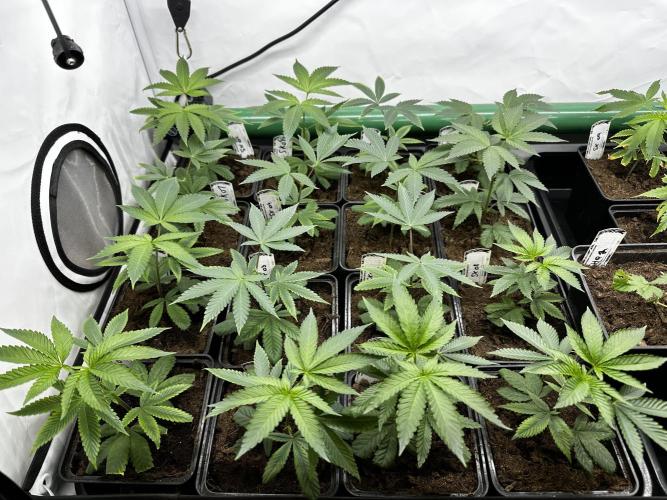 Skywalker kush Keeper Hunt LS Run #1. Week 2 - Veg Day 7