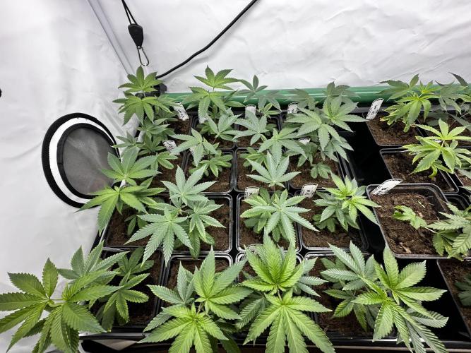 Skywalker kush Keeper Hunt LS Run #1. Week 2 - Veg Day 7