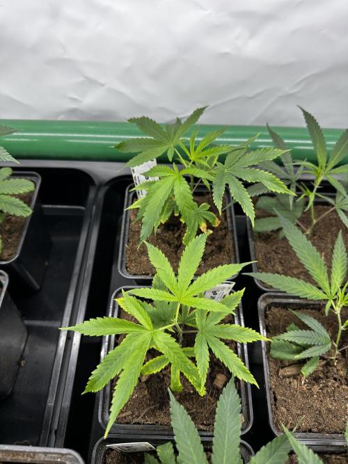 Skywalker kush Keeper Hunt LS Run #1. Week 2 - Veg Day 7