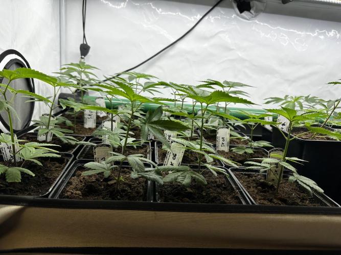 Skywalker Kush. Week 2