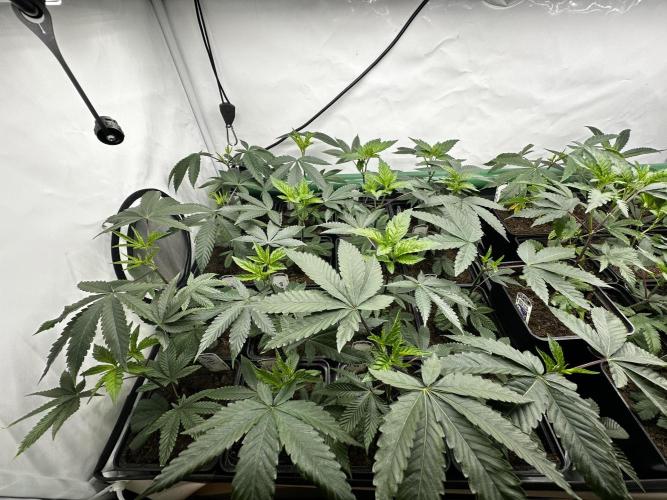 Skywalker kush Keeper Hunt LS Run #1. Week 3 - Veg Day 15
