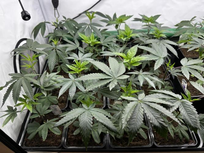 Skywalker kush Keeper Hunt LS Run #1. Week 3 - Veg Day 15