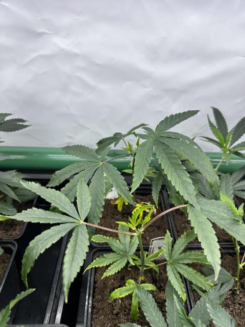 Skywalker kush Keeper Hunt LS Run #1. Week 3 - SK9