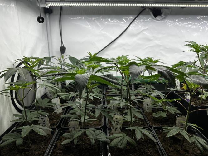 Skywalker kush Keeper Hunt LS Run #1. Week 3 - Veg Day 15