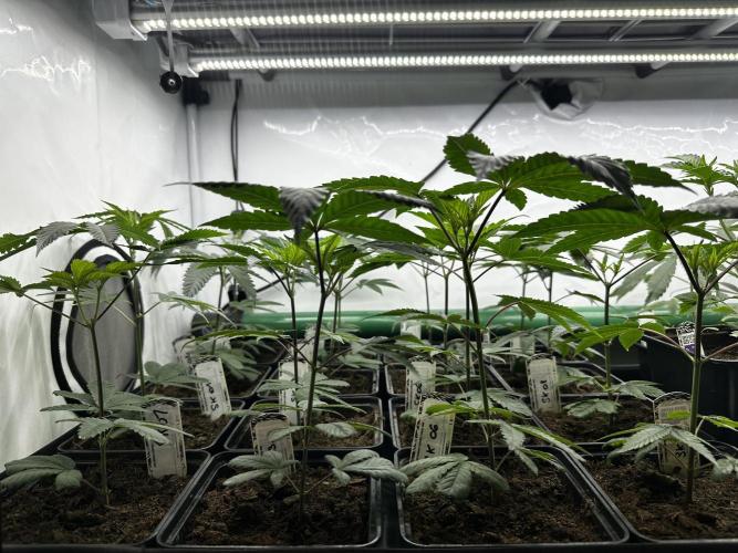 Skywalker kush Keeper Hunt LS Run #1. Week 3 - Veg Day 15