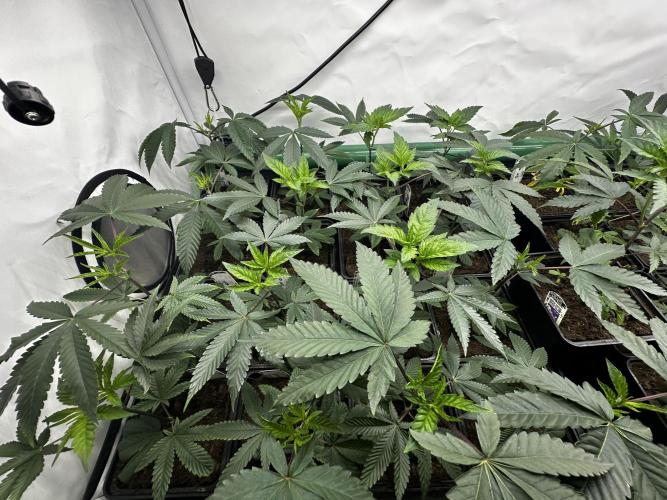 Skywalker kush Keeper Hunt LS Run #1. Week 3 - Veg Day 15