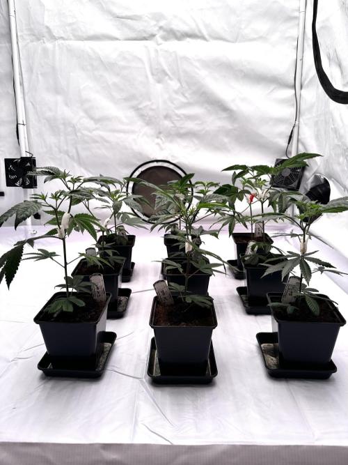 Skywalker kush Keeper Hunt LS Run #1. Week 4 - Veg Day 22