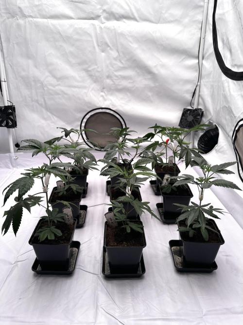 Skywalker kush Keeper Hunt LS Run #1. Week 4 - Veg Day 22