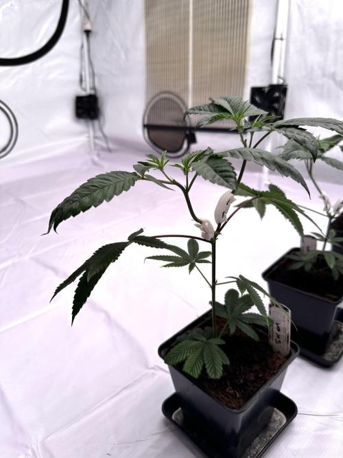 Skywalker kush Keeper Hunt LS Run #1. Week 4 - Veg Day 22 SK1