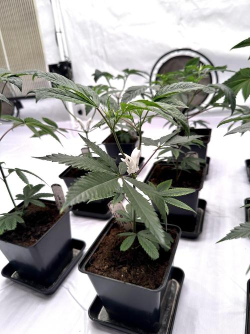 Skywalker kush Keeper Hunt LS Run #1. Week 4 - Veg Day 22 SK2