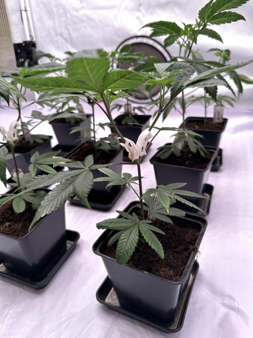 Skywalker kush Keeper Hunt LS Run #1. Week 4 - Veg Day 22 SK3