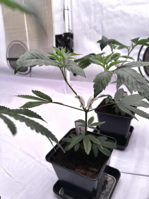 Skywalker kush Keeper Hunt LS Run #1. Week 4 - Veg Day 22 SK4