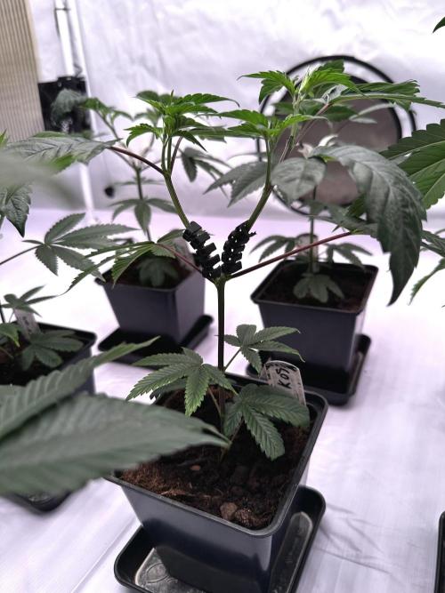 Skywalker kush Keeper Hunt LS Run #1. Week 4 - Veg Day 22 SK 5