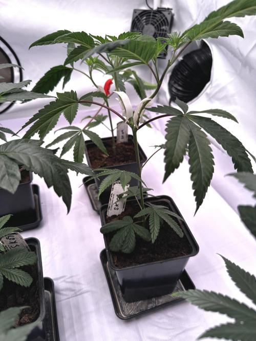 Skywalker kush Keeper Hunt LS Run #1. Week 4 - Veg Day 22 SK6