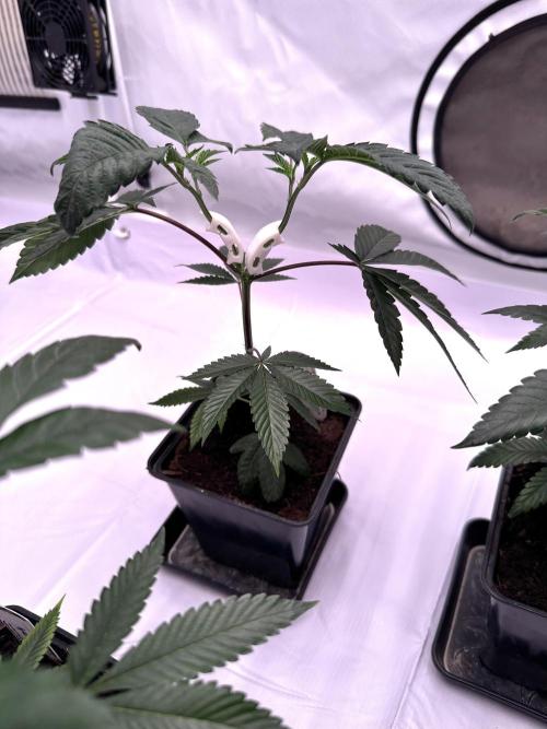 Skywalker kush Keeper Hunt LS Run #1. Week 4 - Veg Day 22 SK7