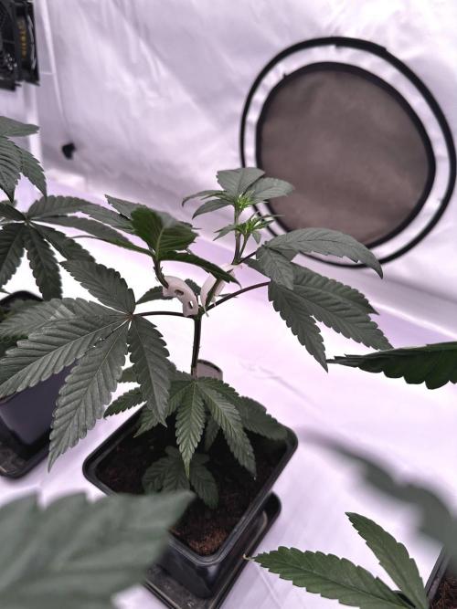 Skywalker kush Keeper Hunt LS Run #1. Week 4 - Veg Day 22 SK8