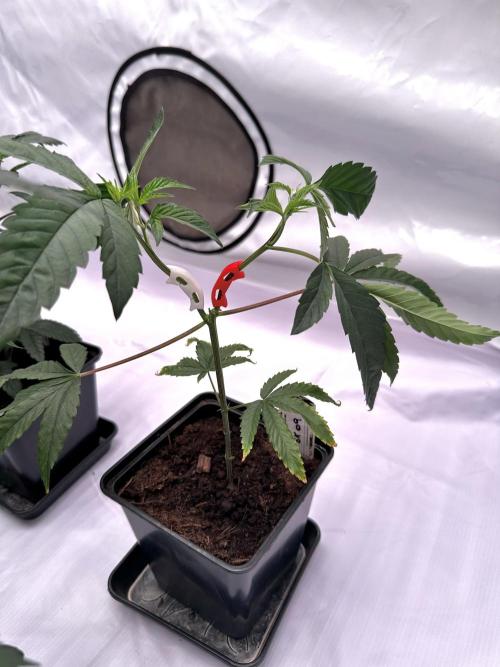 Skywalker kush Keeper Hunt LS Run #1. Week 4 - Veg Day 22 SK9