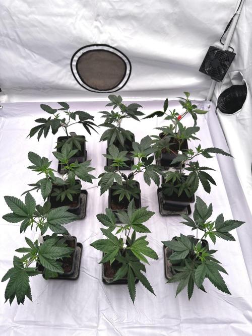 Skywalker kush Keeper Hunt LS Run #1. Week 4 - Veg Day 22