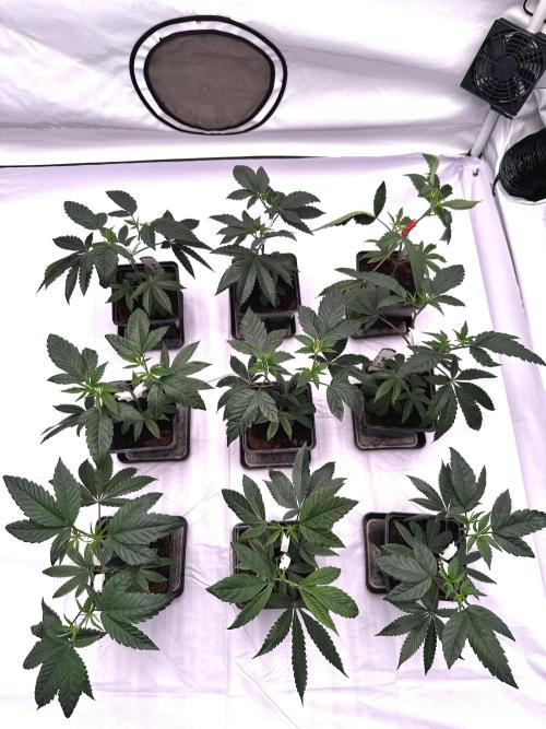 Skywalker kush Keeper Hunt LS Run #1. Week 4 - Veg Day 22