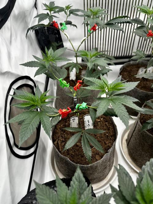 Skywalker kush Keeper Hunt LS Run #1. Week 5 - Veg Day 30 SK 04