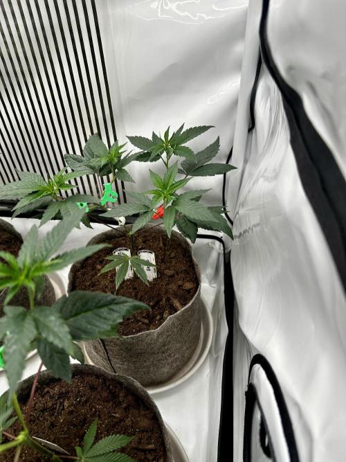 Skywalker kush Keeper Hunt LS Run #1. Week 5 - Veg Day 30 SK 03