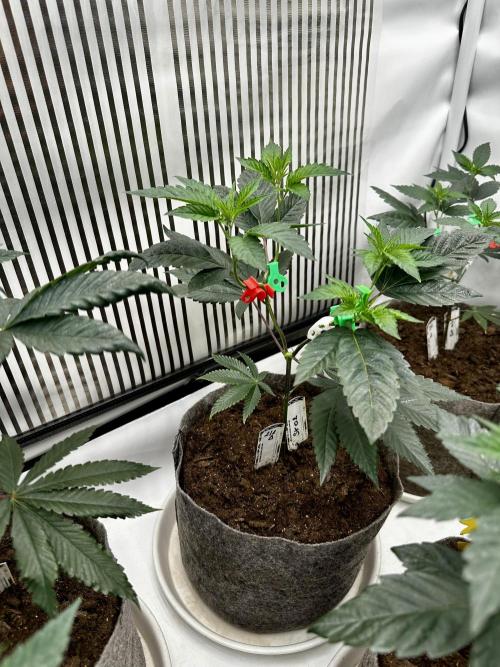 Skywalker kush Keeper Hunt LS Run #1. Week 5 - Veg Day 30 SK 02