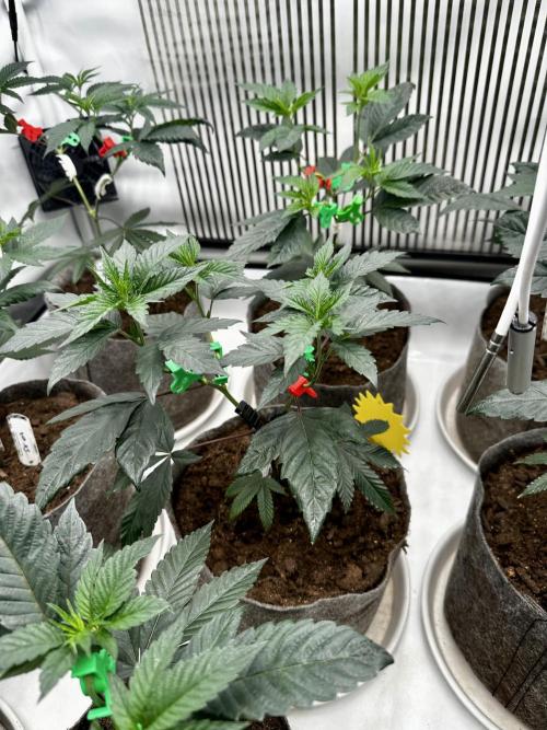 Skywalker kush Keeper Hunt LS Run #1. Week 5 - Veg Day 30 SK 05