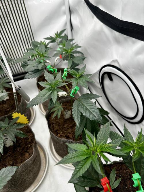 Skywalker kush Keeper Hunt LS Run #1. Week 5 - Veg Day 30 SK 06
