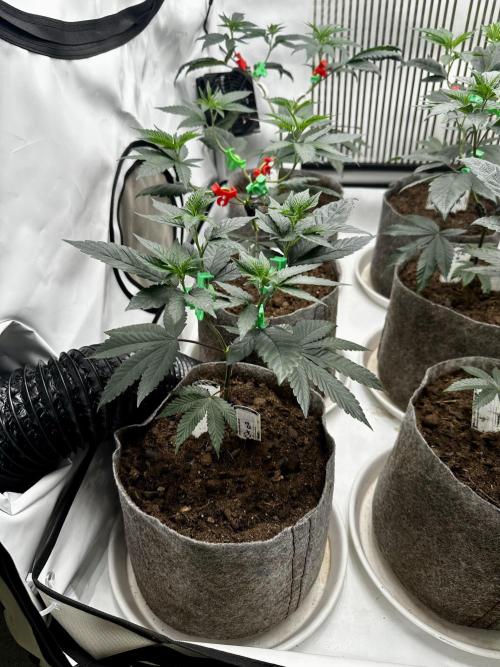 Skywalker kush Keeper Hunt LS Run #1. Week 5 - Veg Day 30 SK 07