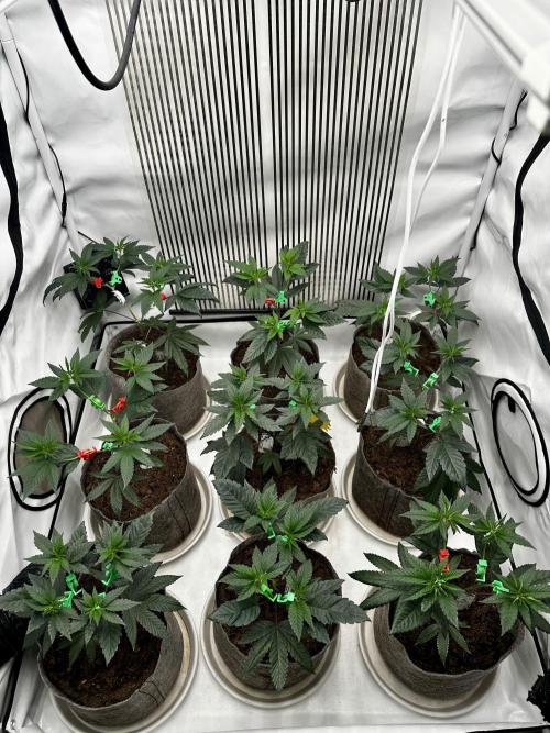 Skywalker kush Keeper Hunt LS Run #1. Week 5 - Veg Day 30