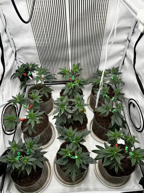 Skywalker kush Keeper Hunt LS Run #1. Week 5 - Veg Day 30