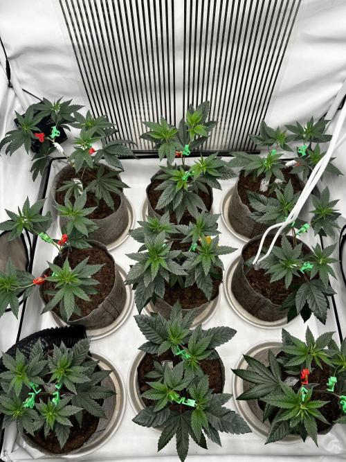 Skywalker kush Keeper Hunt LS Run #1. Week 5 - Veg Day 30