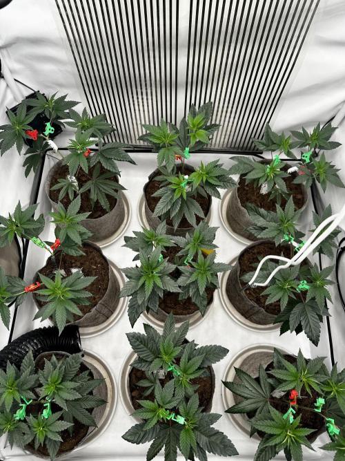 Skywalker kush Keeper Hunt LS Run #1. Week 5 - Veg Day 30 