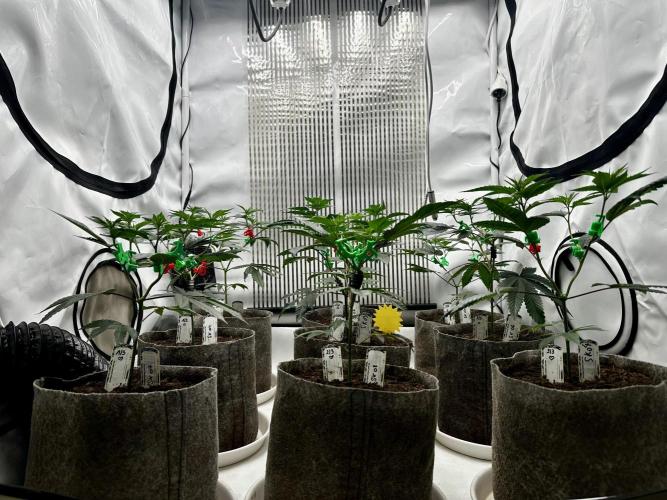 Skywalker kush Keeper Hunt LS Run #1. Week 5 - Veg Day 30