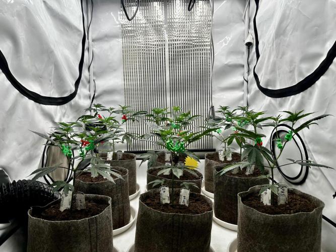 Skywalker kush Keeper Hunt LS Run #1. Week 5 - Veg Day 30
