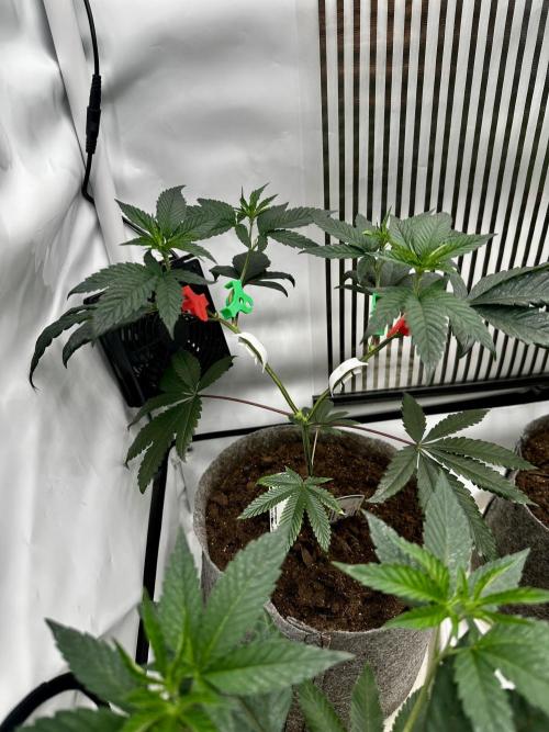 Skywalker kush Keeper Hunt LS Run #1. Week 5 - Veg Day 30 SK 01