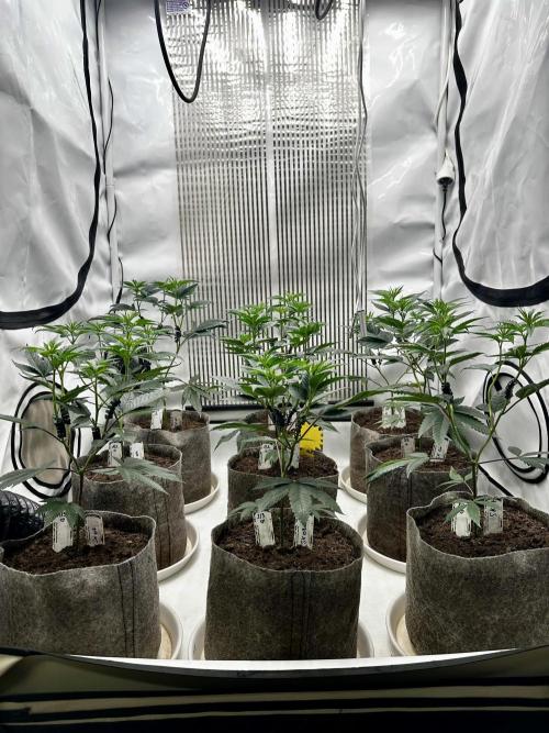 Skywalker kush Keeper Hunt LS Run #1. Week 6 - Flo Day 01 