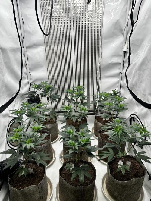 Skywalker kush Keeper Hunt LS Run #1. Week 6 - Flo Day 01 