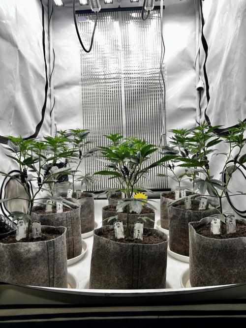 Skywalker kush Keeper Hunt LS Run #1. Week 6 - Flo Day 01 