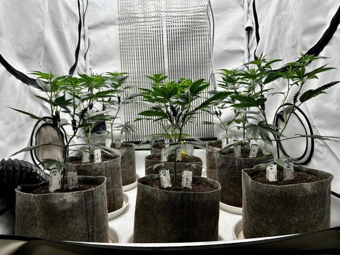 Skywalker kush Keeper Hunt LS Run #1. Week 6 - Flo Day 01 