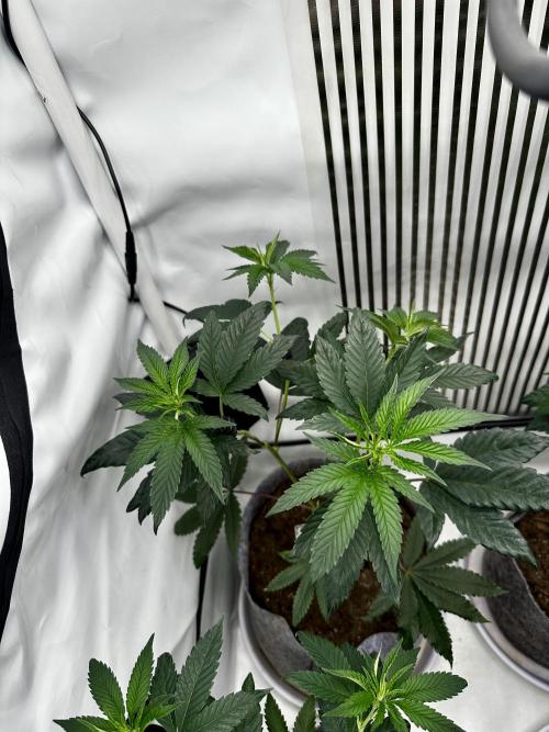 Skywalker kush Keeper Hunt LS Run #1. Week 6 - Flo Day 01 SK01