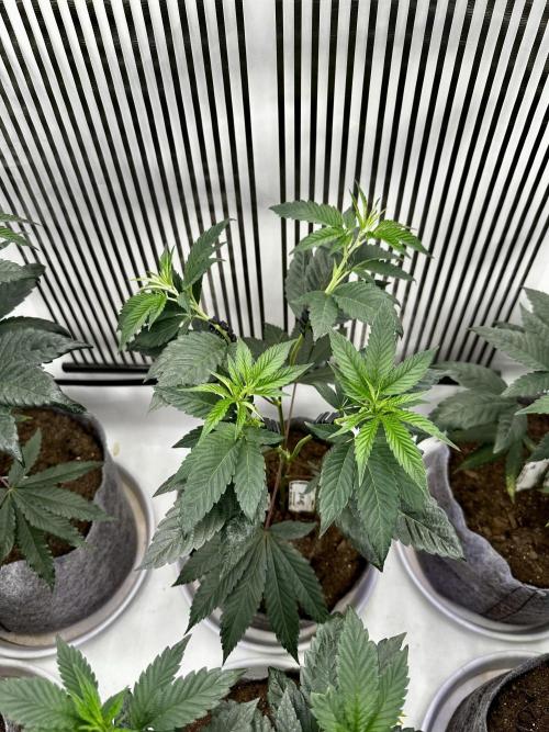 Skywalker kush Keeper Hunt LS Run #1. Week 6 - Flo Day 01 SK02