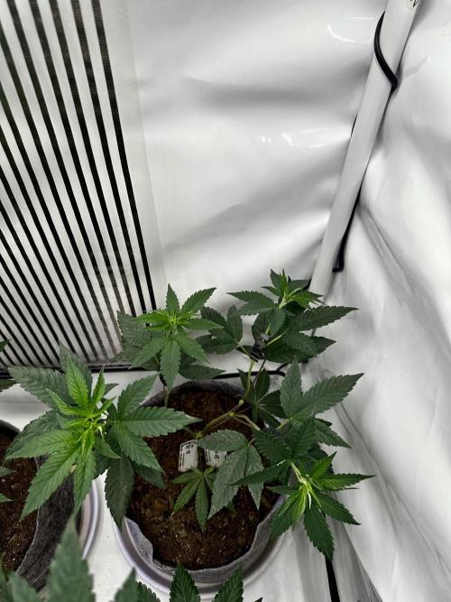 Skywalker kush Keeper Hunt LS Run #1. Week 6 - Flo Day 01 SK 03