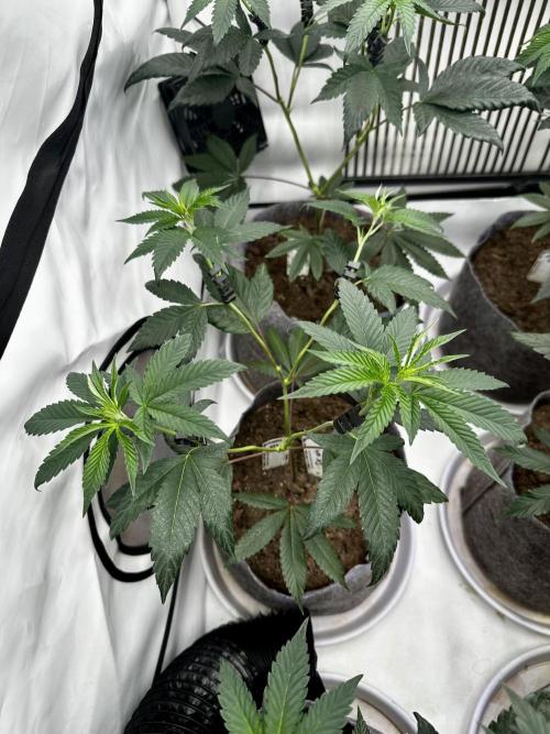 Skywalker kush Keeper Hunt LS Run #1. Week 6 - Flo Day 01 SK 04